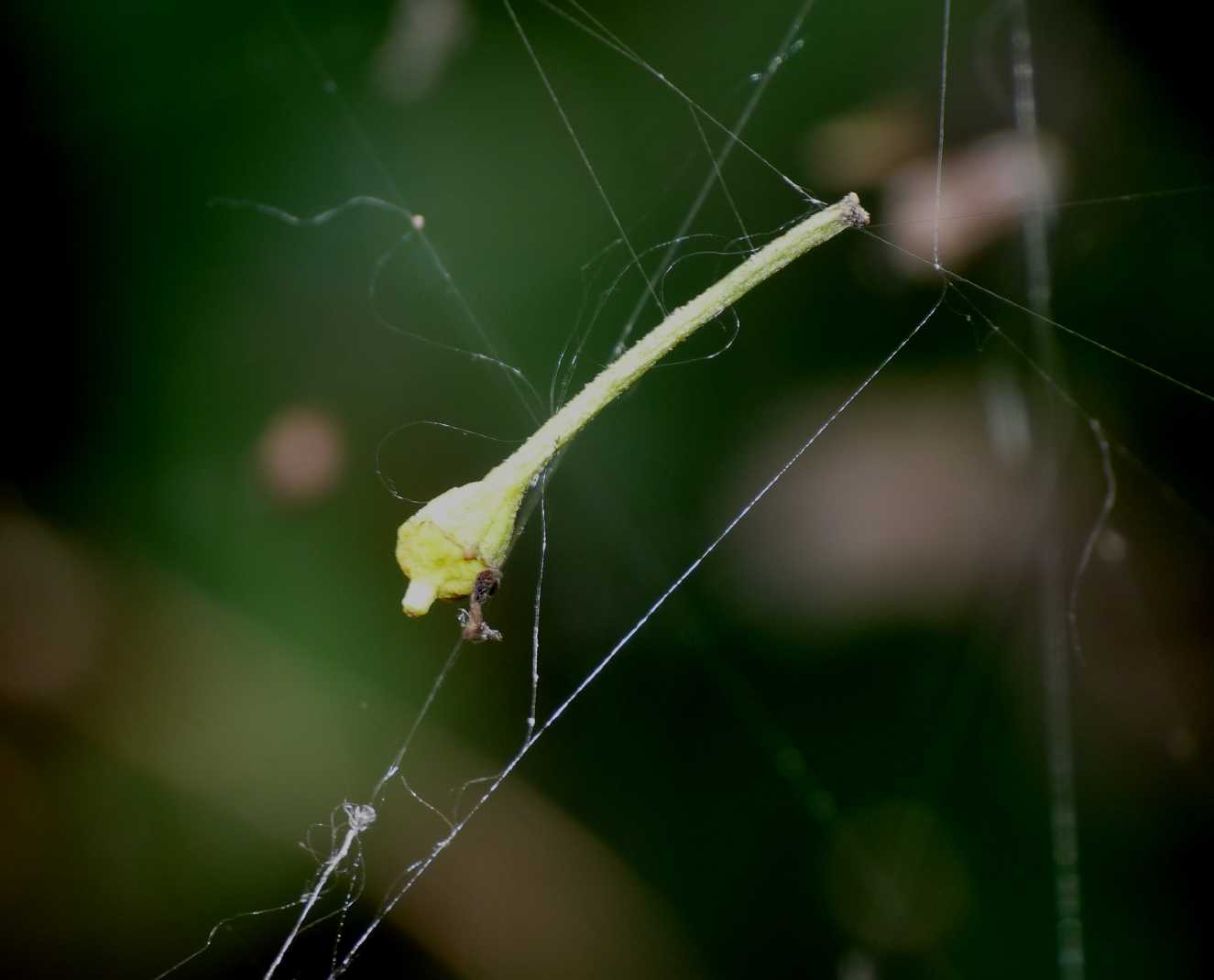 Gli astuti Argyrodes